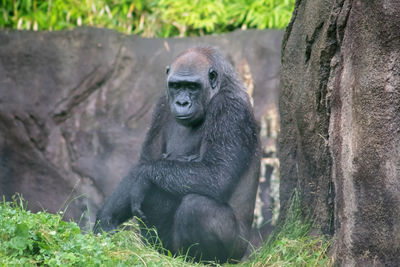 Monkey sitting in a zoo