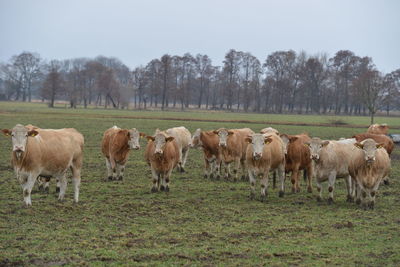 Horses in a field