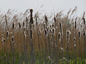 Plants growing on field