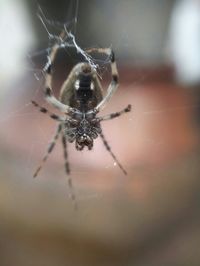 Close-up of spider and web