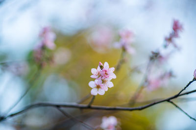 Close-up of pink flowers blooming on tree