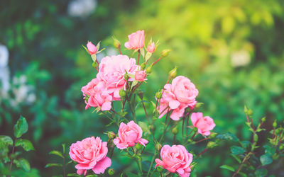 Close-up of pink flowering plants