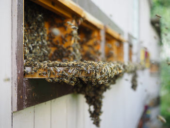 Close-up of bees on wood