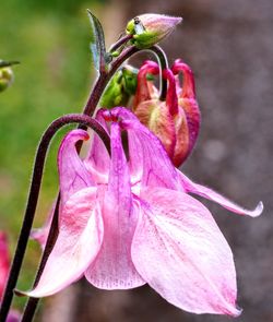 Close-up of pink rose flower bud