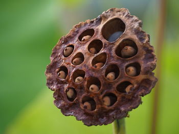 Close-up of water drops on rusty metal