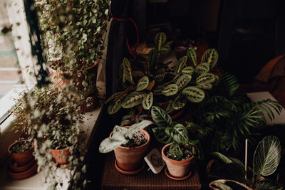 Close-up of potted plants on table