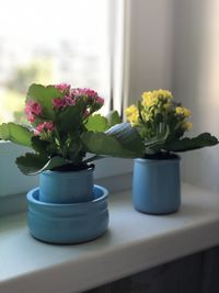 Close-up of potted plant on table at home