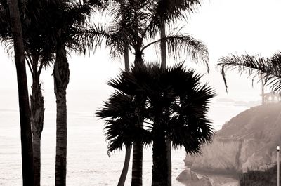 Low angle view of palm trees against sky