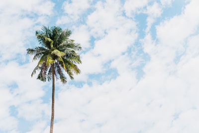 Low angle view of coconut palm tree against sky