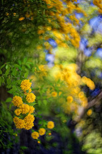 Close-up of yellow flowers