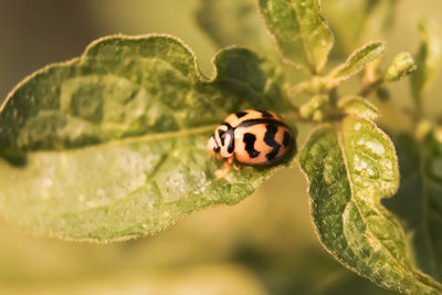 Close-up of ladybug on leaf