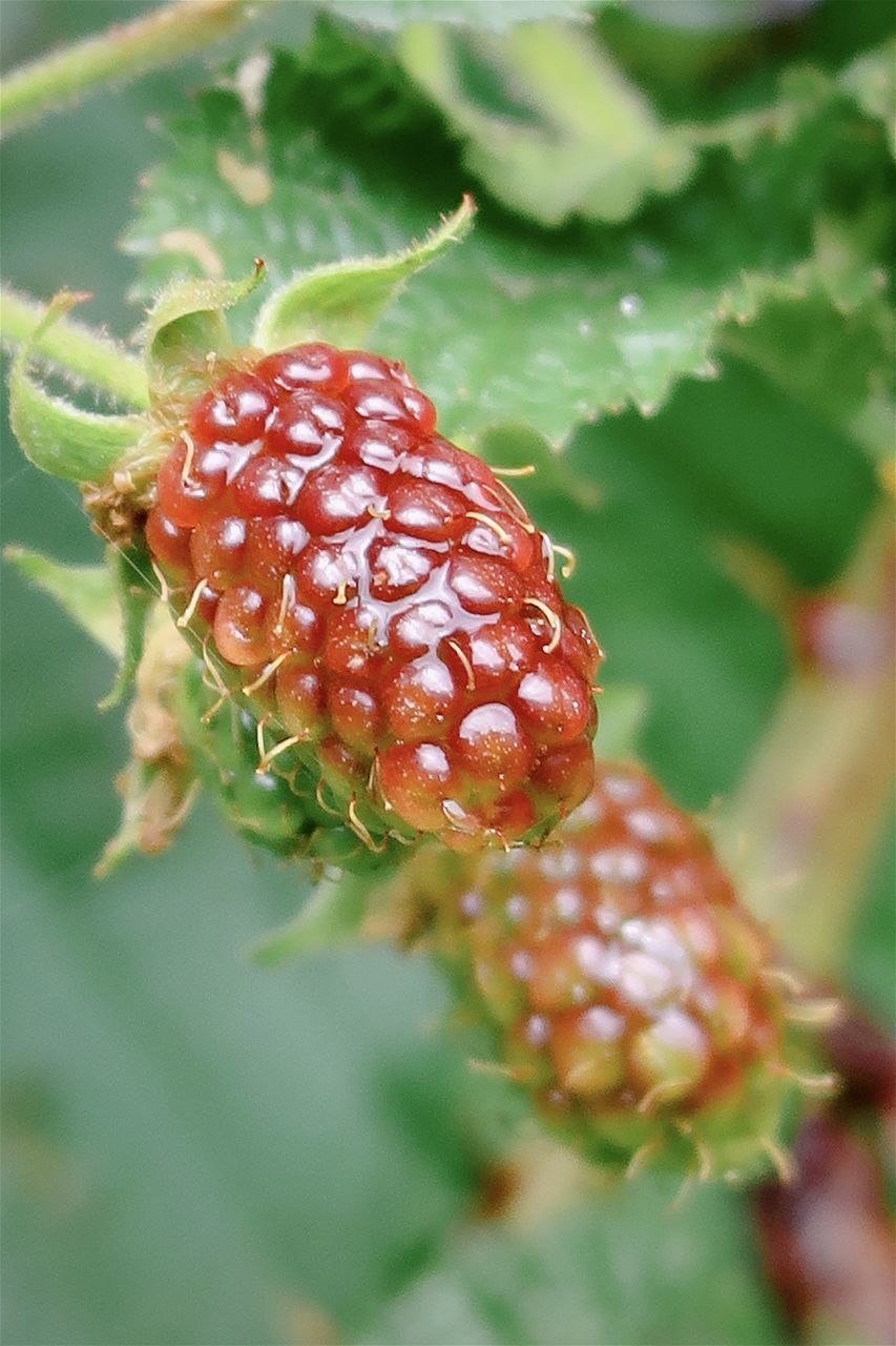 CLOSE-UP OF STRAWBERRY