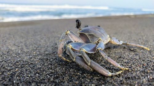 Close-up of crab on sand