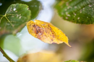 Close-up of autumn leaf