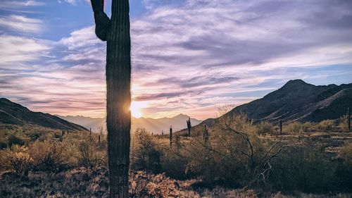 Sonoran desert sunset south mountain municipal preserve estrella mountains saguaro cactus