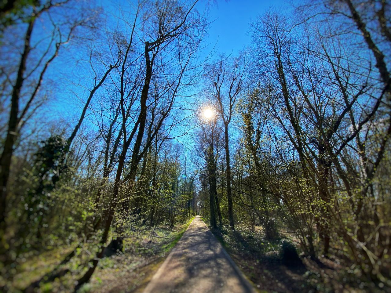 ROAD AMIDST TREES IN FOREST