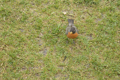 Bird on grass
