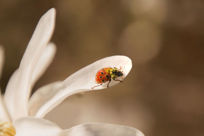 Close-up of insect on white flower