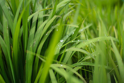 Full frame shot of wet grass