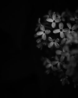 Close-up of flowering plant against black background