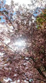 Low angle view of trees