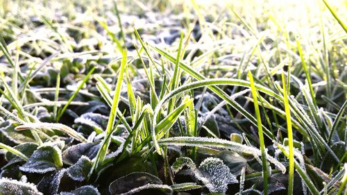 Close-up of plant growing on field