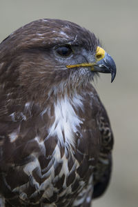 Close-up of eagle