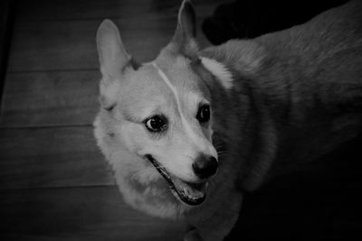 Close-up portrait of dog