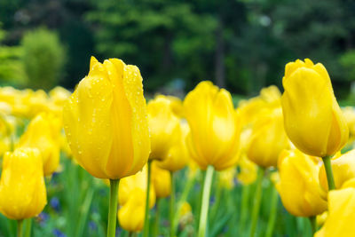 Close-up of yellow tulips during rainy season