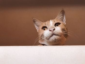 Close-up portrait of a cat