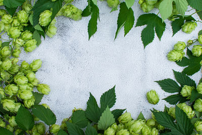 Top view of hop plant branch with leaves and flowers frame over gray background with copy space.