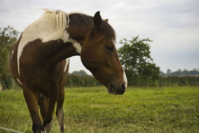 Horses in the field