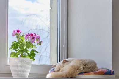 Blooming houseplant in pot pelargonium regal and  cute sleeping domestic cat on windowsill 