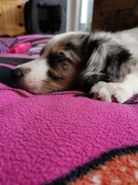 Close-up of dog sleeping on bed