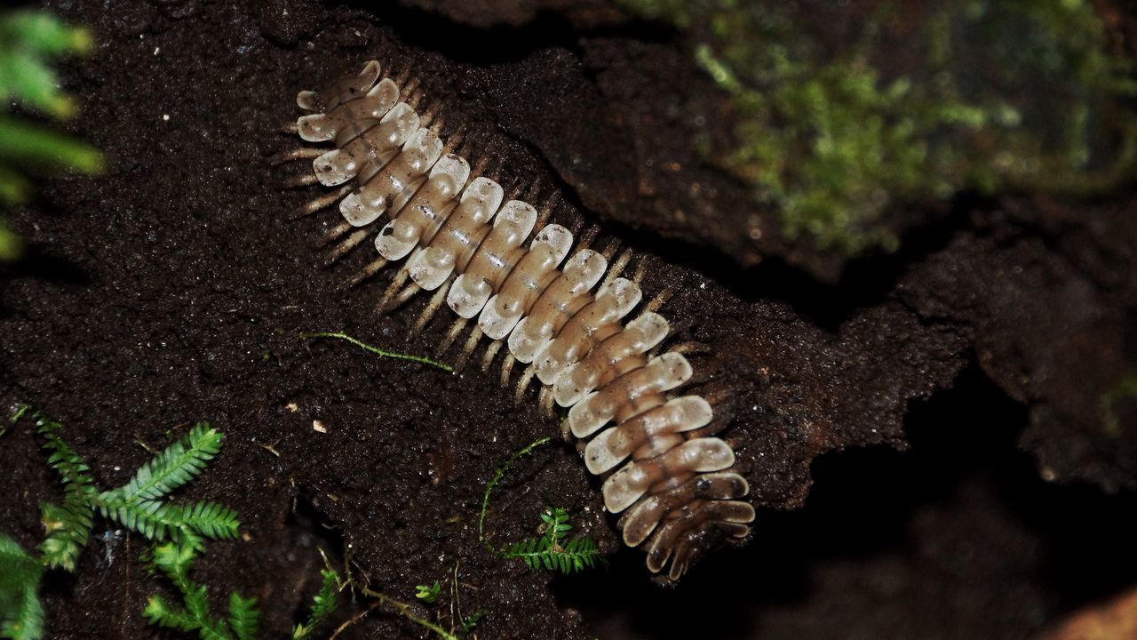 Flat Millipede