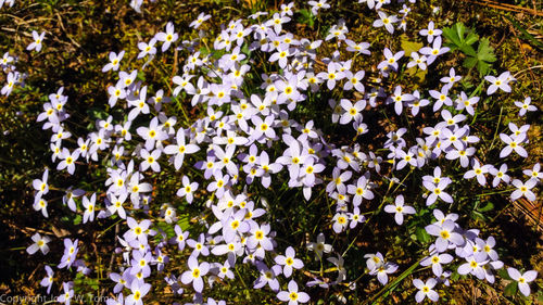White flowers growing in field