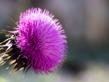 Close-up of thistle flower