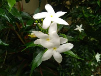 Close-up of white flowering plant