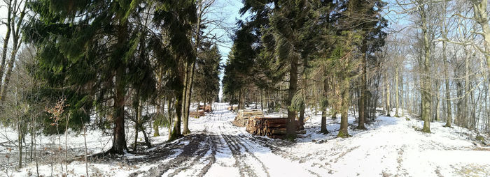 Snow covered road amidst trees in forest