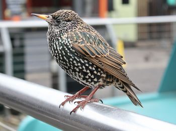 Close-up of bird perching on railing