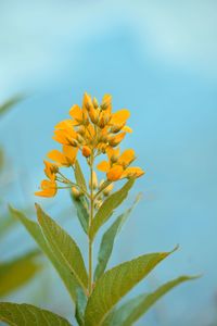 Close-up of yellow flowering plant