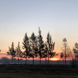Silhouette trees on field against sky during sunset