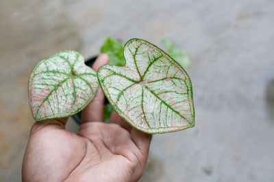 Close-up of hand holding plant