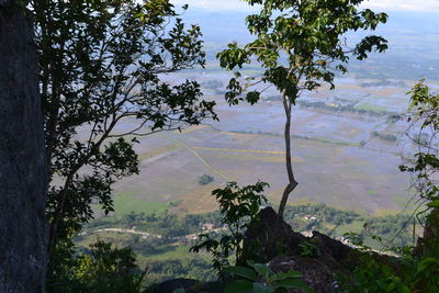 Scenic view of trees in forest against sky