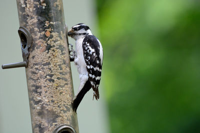 Close-up of bird perching on tree trunk