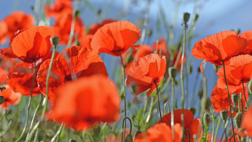 Close-up of red poppy flowers in field