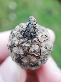 Close-up of hand holding leaf