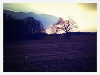 Silhouette trees on field against sky at sunset