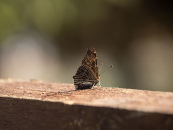 Close-up of butterfly on wood