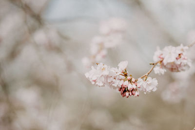 Close-up of cherry blossom